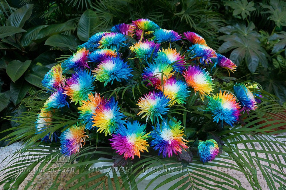 chrysantheme multicouleur arc en ciel rainbow graine