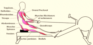 muscle rameur modele