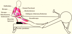 muscles rameur comparatif