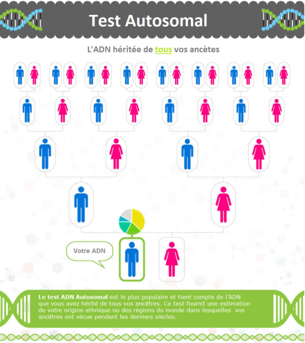Les meilleurs test ADN de généalogie Conseil Géant